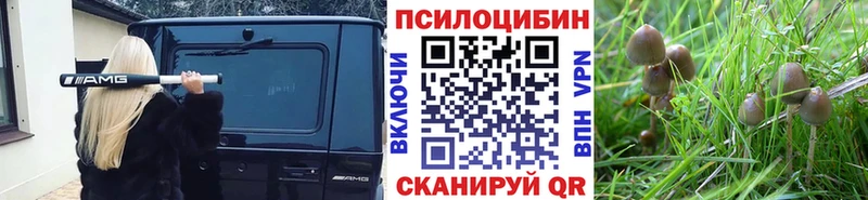Галлюциногенные грибы Psilocybine cubensis  как найти наркотики  Мглин 